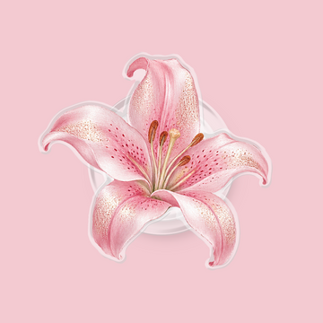 Shimmer Lily Magnetic Pop Up Stand - Clear